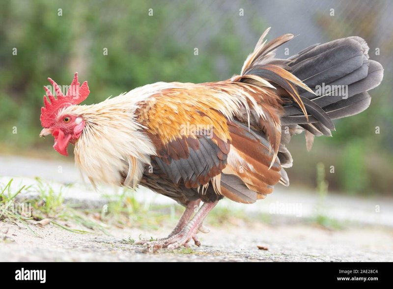 Chicken road oficial in Spain
