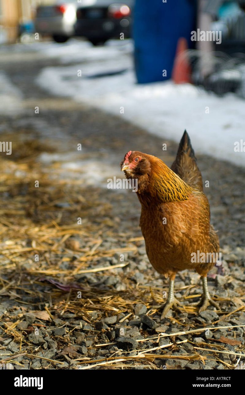 Descubre el Entorno Excitante de Chicken Road Casino en España in Spain